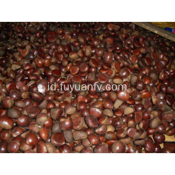 Chestnut segar Dandong terbaik